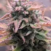 Skunk Auto Fast Buds Mini Grow