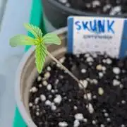 Auto Super Skunk - Sensible Seeds