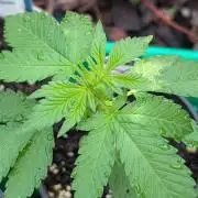 Papaya Cookies Auto Fast Buds