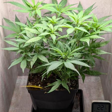 Skunk Auto Fast Buds Mini Grow