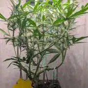 Permanent Jealousy XL Auto Sweet Seeds