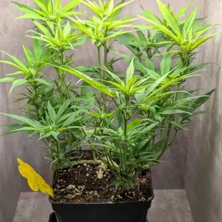 Skunk Auto Fast Buds Mini Grow