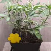 Permanent Jealousy XL Auto Sweet Seeds