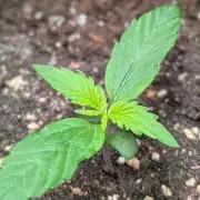 Toffee Pudding Auto Anesia Seeds