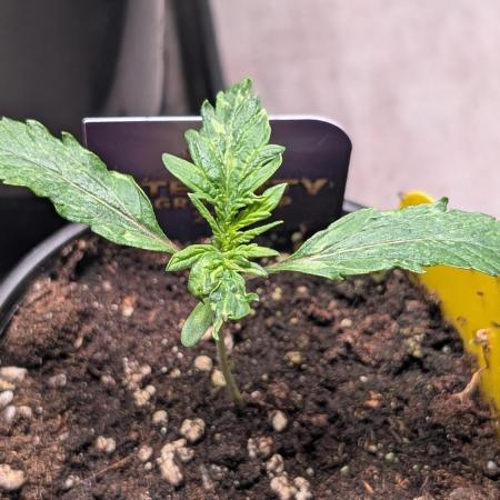 Eternity Grow Cup  Sticky Broccoli Auto