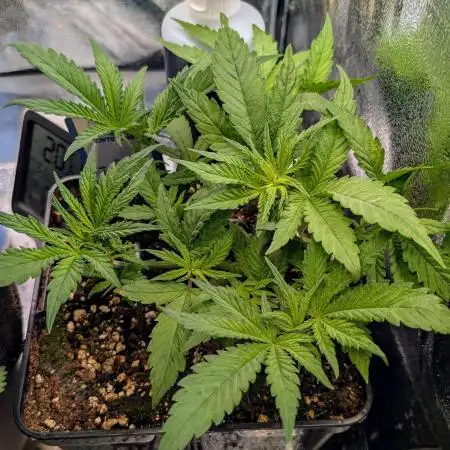 Tropicana Cookies FF Fast Buds