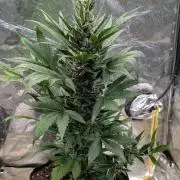 Auto Super Skunk - Sensible Seeds