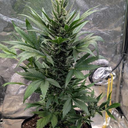 Auto Super Skunk - Sensible Seeds