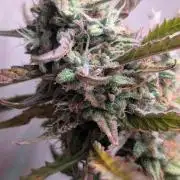 Permanent Jealousy XL Auto Sweet Seeds