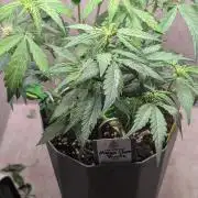 Mango Cherry Runtz