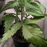 Permanent Jealousy XL Auto Sweet Seeds