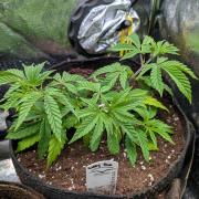 The Gassy One Super Sativa Seed Club