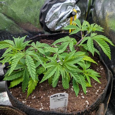 The Gassy One Super Sativa Seed Club