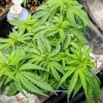 Papaya Zoap F1 Sweet Seeds