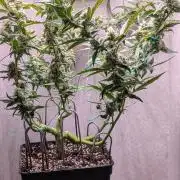 Hindu Kush Auto Sensi Seeds