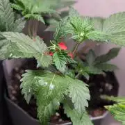 Sundae Frost