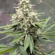 Super Boof Weed Seed Shop