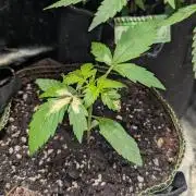 Toffee Pudding Auto Anesia Seeds