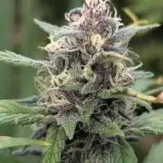 Purple Lemonade Auto Fast Buds Outdoor