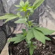 Papaya Cookies Auto Fast Buds