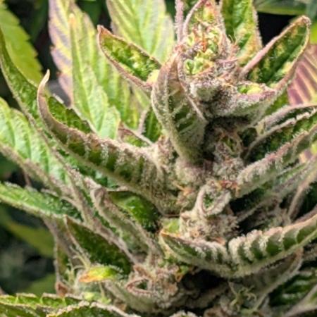 Auto Super Skunk - Sensible Seeds