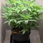 Skunk Auto Fast Buds Mini Grow