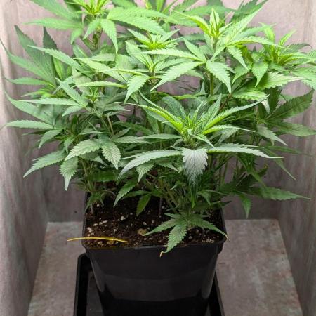 Skunk Auto Fast Buds Mini Grow