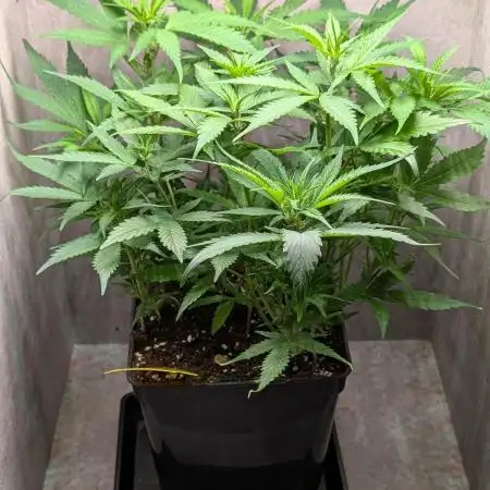 Skunk Auto Fast Buds Mini Grow