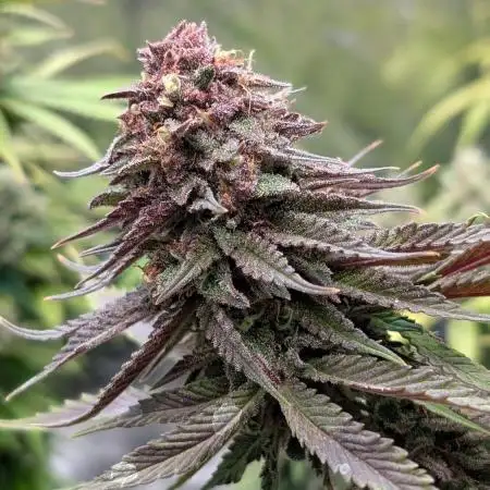 Tropicana Cookies FF Fast Buds