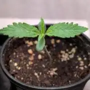 Permanent Jealousy XL Auto Sweet Seeds