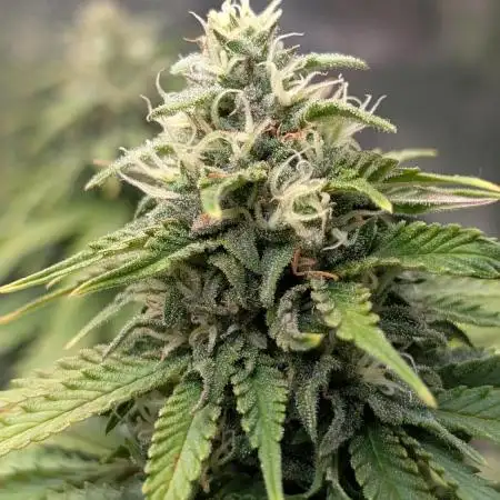 Orange Sherbet FF Fast Buds