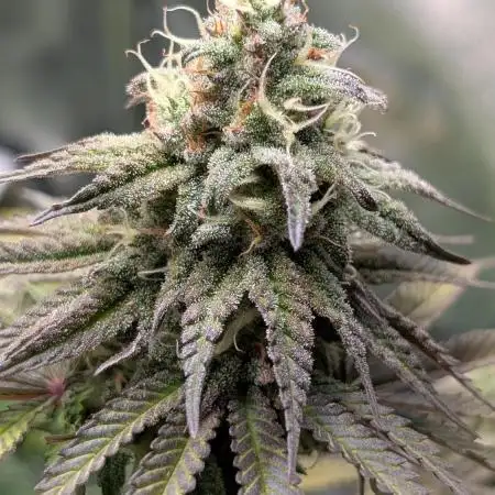 Papaya Zoap F1 Sweet Seeds