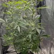 The Gassy One Super Sativa Seed Club
