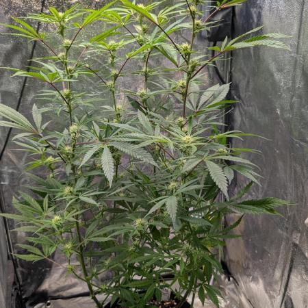 The Gassy One Super Sativa Seed Club