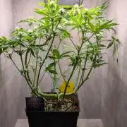 Eternity Grow Cup  Sticky Broccoli Auto
