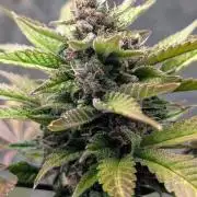 Diablo Rojo XL Auto - Sweet Seeds