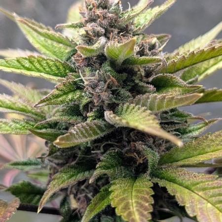 Diablo Rojo XL Auto - Sweet Seeds