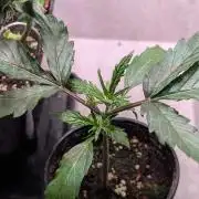 Permanent Jealousy XL Auto Sweet Seeds
