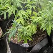 Glue Prom Walipini Seeds
