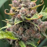 Purple Lemonade Auto Fast Buds Outdoor