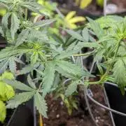 Purple Lemonade Auto Fast Buds Outdoor
