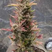 Auto Super Skunk - Sensible Seeds