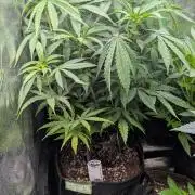 Strawberry Cola Sherbet F1 Sweet Seeds