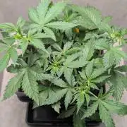 Eternity Grow Cup  Sticky Broccoli Auto