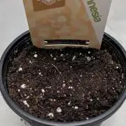 Apple Fritter Auto - Zamnesia Seeds