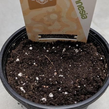 Apple Fritter Auto - Zamnesia Seeds