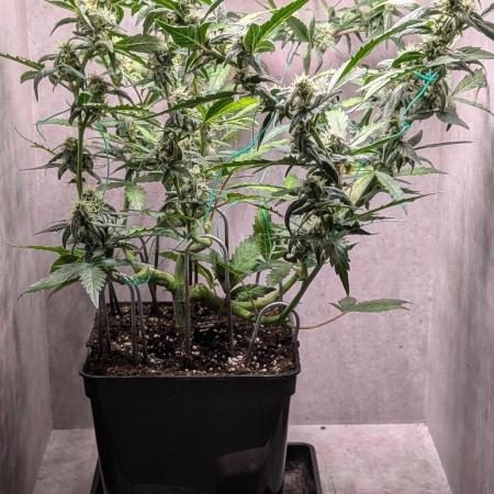 Hindu Kush Auto Sensi Seeds
