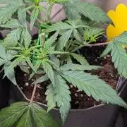 Mango Cherry Runtz