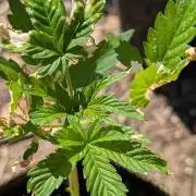 Toffee Pudding Auto Anesia Seeds