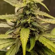 Strawberry Cola Sherbet F1 Sweet Seeds